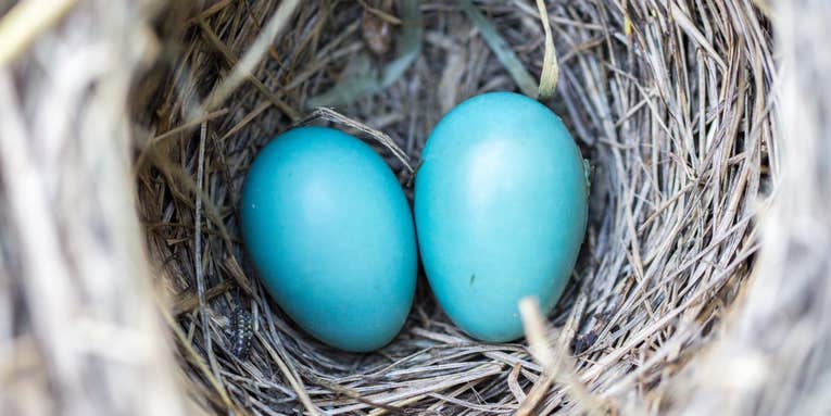Birds’ ability to fly could determine the shape of their eggs