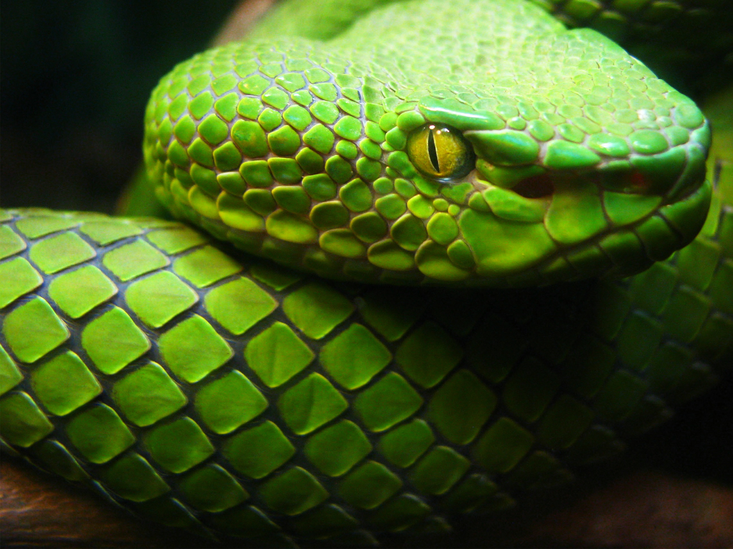 Answering Why Snakes Are Long Could Help Repair Human Spinal Cords