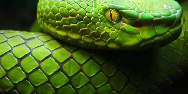 Answering Why Snakes Are Long Could Help Repair Human Spinal Cords