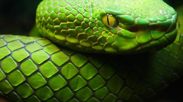 green snake with yellow eyes