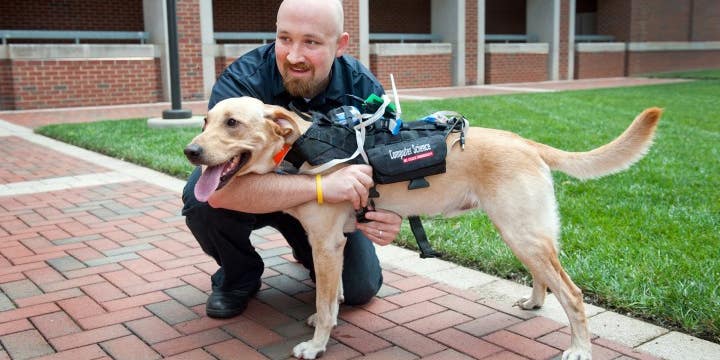 High-Tech Harness Lets You Communicate With Your Dog