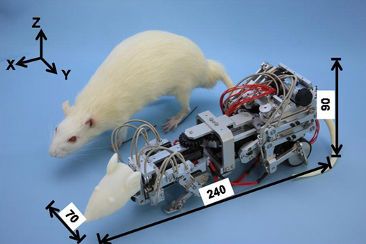 How Do You Depress A Rat? Harass It With A Robot