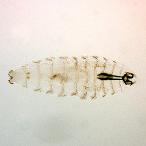 botfly maggot