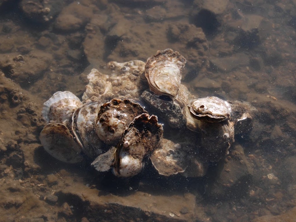 A cluster of Olympia oysters.