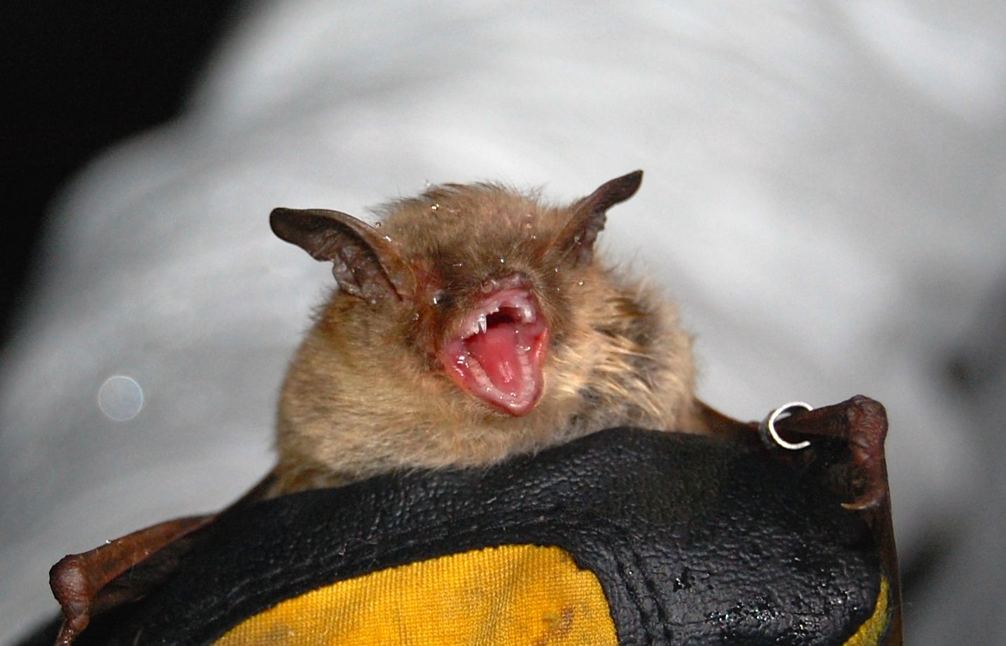 Happy Bat Appreciation Day!