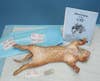 <strong>$84.95</strong> To really learn mammal biology, you'll need a practice kit. Carolina offers a wide range of morbidly fascinating preserved creatures for your study. The <a href="http://www.carolina.com/nav/i/category/preserved+organisms/cat+anatomy+kit/r/preservative/carolina's+perfect+solution/n/4294967081.do?keyword=cats&amp;sortby=bestMatches#">Perfection Solution Cat</a>, which is preserved with a proprietary formula, is injected with red and blue latex to delineate arteries and veins. It comes in a vacuum-sealed bag and includes a disposable dissection mat and an instruction manual. Carolina makes a point of sharing that its Perfect Solution specimens are aideal for homeschool use.a They are nontoxic and don't smell like chemicals, so budding veterinarians won't need any special ventilation a they can cut open their formaldehyde felines right at the kitchen table!