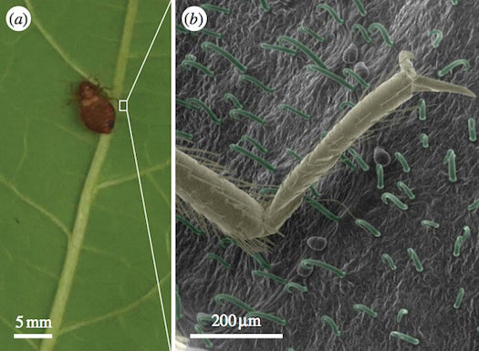 on a kidney bean leaf (left) and magnified using LV-SEM (right), showing the comparison in size between the yellow leg and the green trichomes.