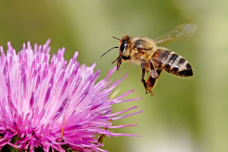The almond milk craze could be bad news for bees
