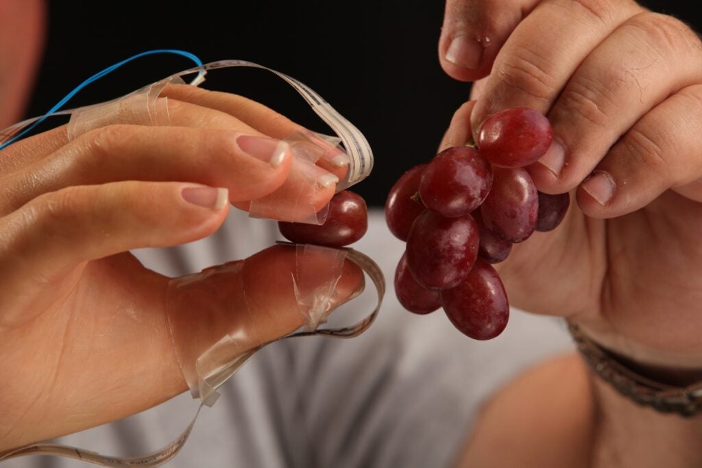 A study volunteer pulls a grape off its stem with a prototype feeling-enabled prosthetic hand.