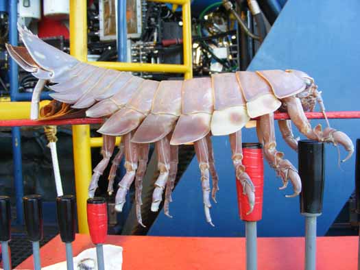Yard-Long Undersea Bug Terrorizes Robo-Sub, Internet