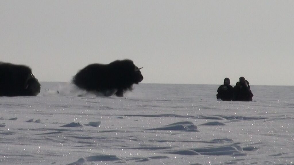 Musk Ox Charge