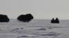 Musk Ox Charge