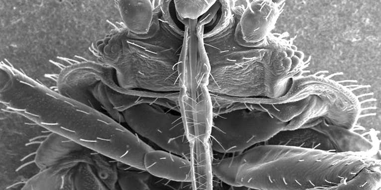 The Bugs Behind The Bed Bug Genome