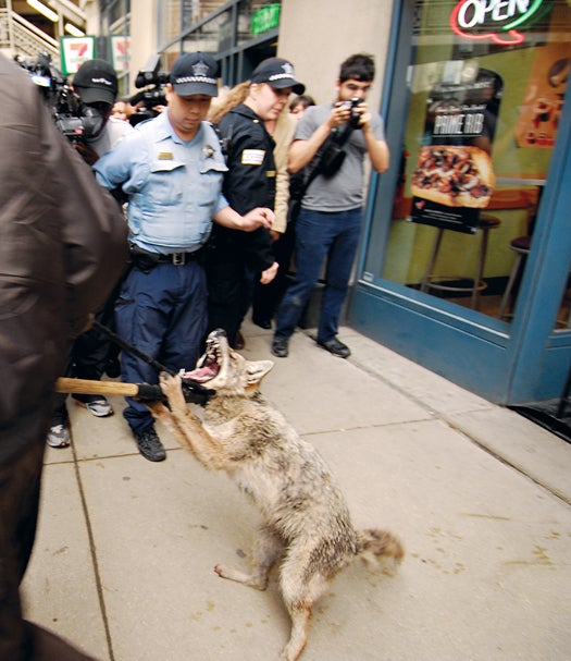 Animal control officers capture a coyote at a Quizno's sandwich shop