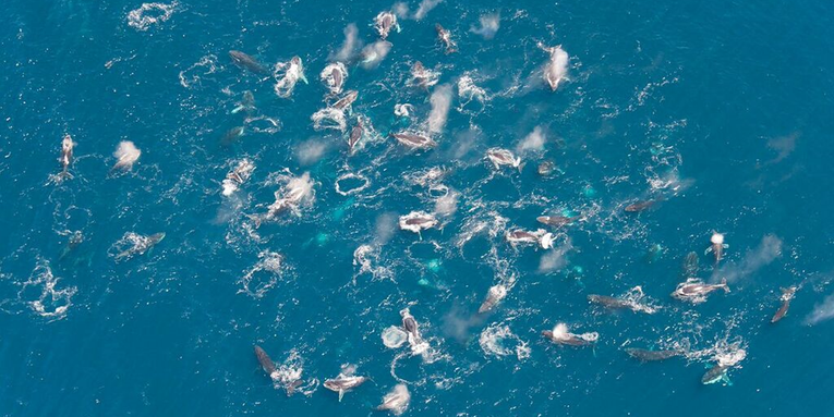 Humpback whales are organizing in huge numbers, and no one knows why