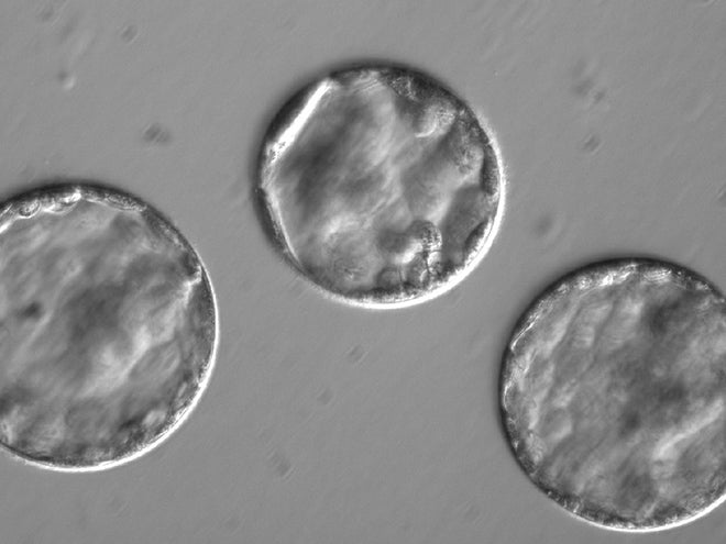 crispr edited embryos