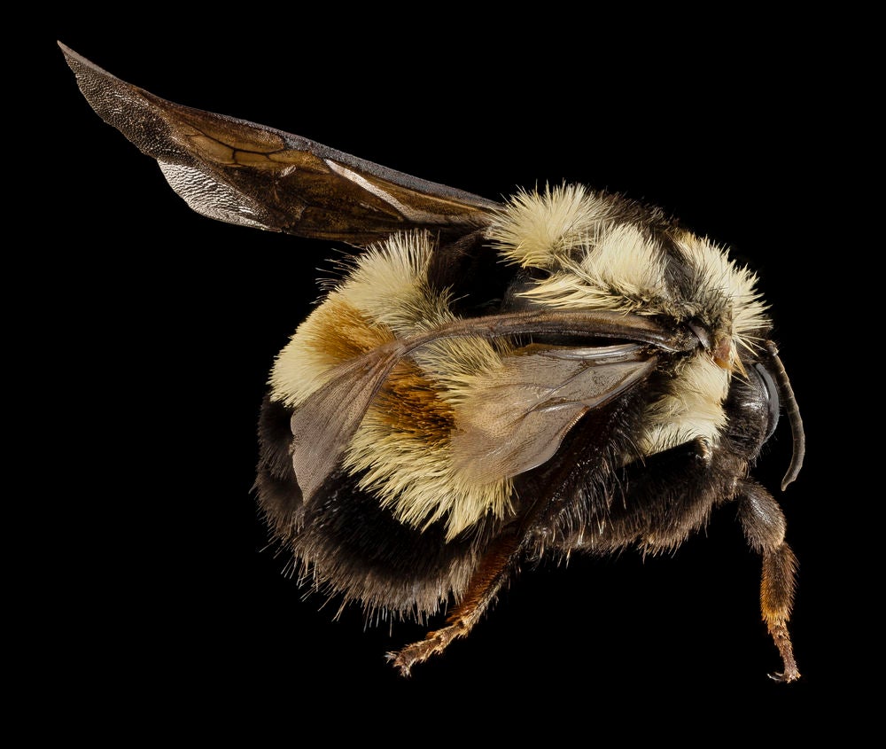 rusty-patched bumblebee