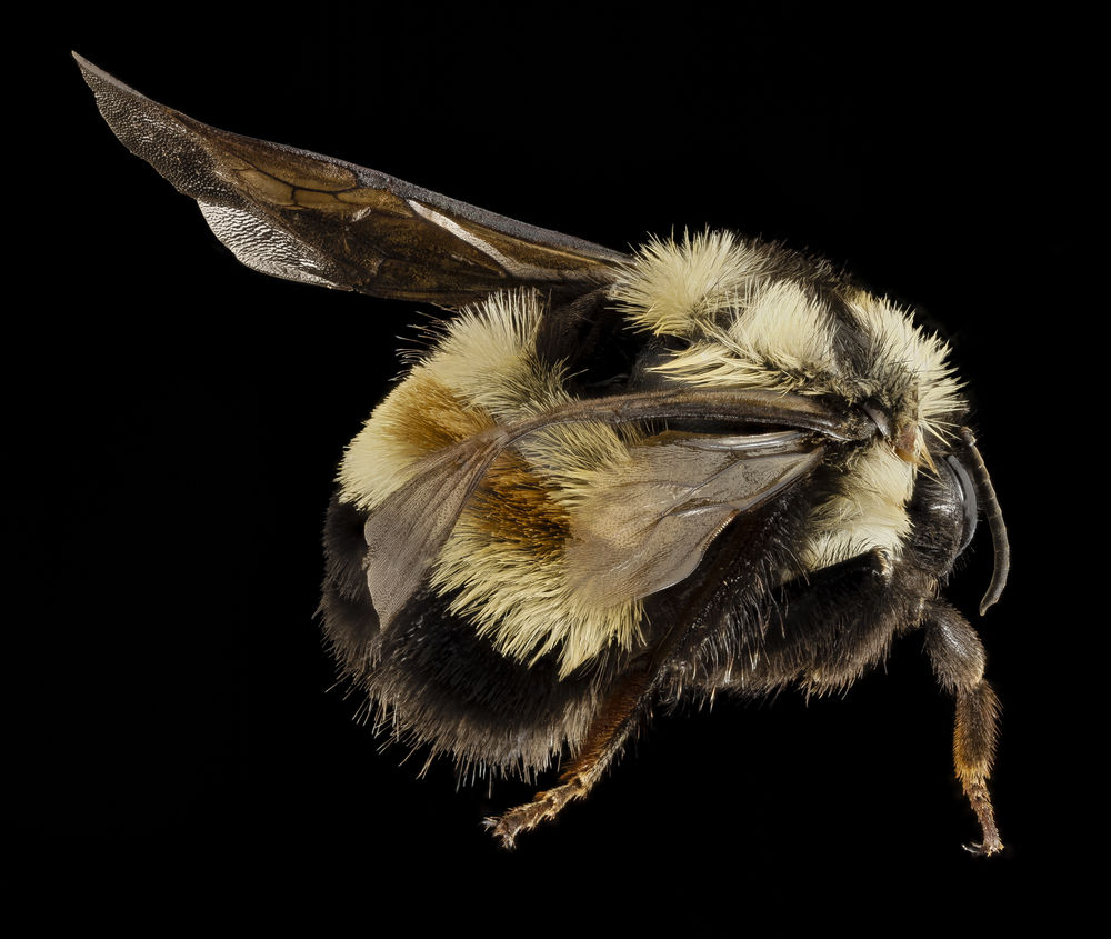 The rusty patched bumblebee is probably doomed