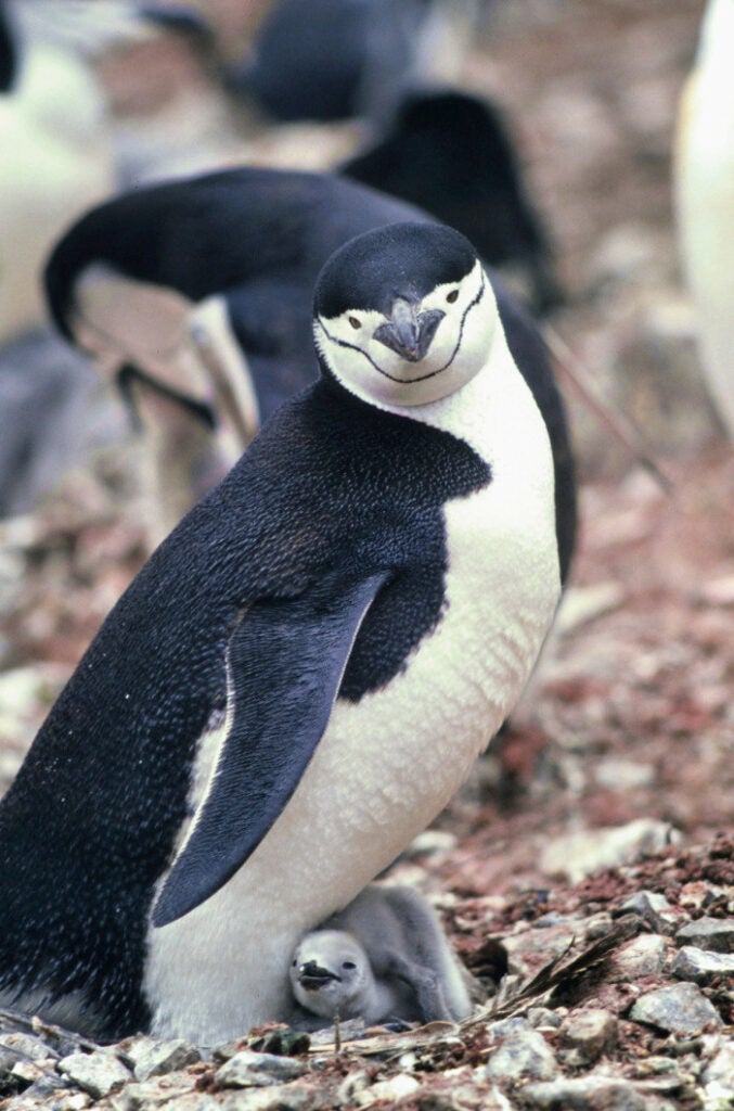 Humboldt, king, gentoo and Adélie penguins have been observed mounting same-sex partners (to climax) and participating in other same-sex sexual behaviors. Some male Humboldt penguins maintain lifelong homosexual pair bonds, never mating with a female. In 2004, Roy and Silo, two 18-year-old chinstrap penguins at Manhattan's Central Park Zoo, drew headlines for their same-sex relationship. Although the two didn't copulate, the <em>New York Times</em> <a href="http://www.nytimes.com/2005/09/24/nyregion/24penguins.html">reported</a> that they shared "mating rituals like entwining their necks and vocalizing to one another," in a pair bond that began in 1998. The duo took no notice of females in the enclosure, building a nest together and hatching an extra egg from a heterosexual penguin pair after an unsuccessful attempt to incubate a rock. Tango, their adopted chick, went on to find her own same-sex partner, Tazuni. Roy and Silo eventually divorced (a term used by biologists to describe broken pair bonds), but similar male penguin pairs attempting to incubate chicks have also been reported at zoos in San Francisco, Germany and China.