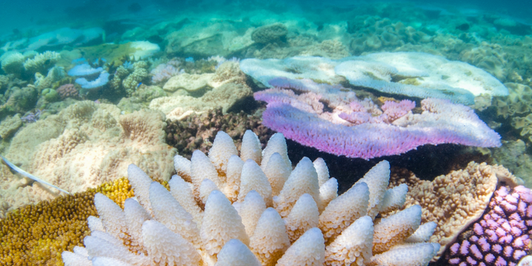 The Great Barrier Reef had a pretty terrible year