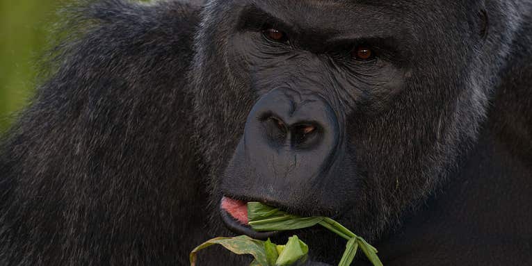How Gorilla Poop Could Help Stop Ebola