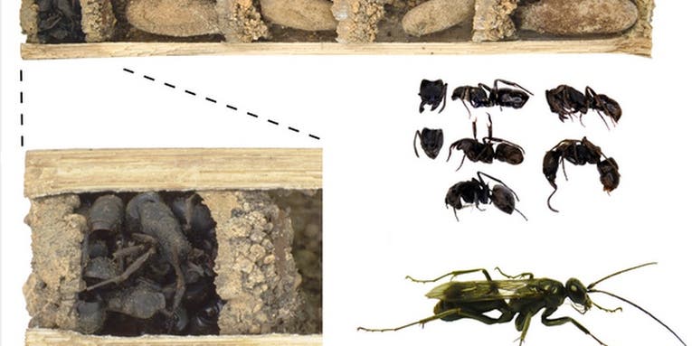 This Wasp Eats Spiders And Stacks Up Corpses Of Stinging Ants