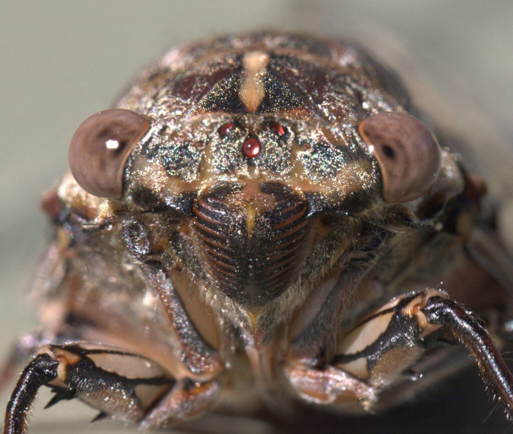 Face of a Henicopsaltria eydouxii cicada