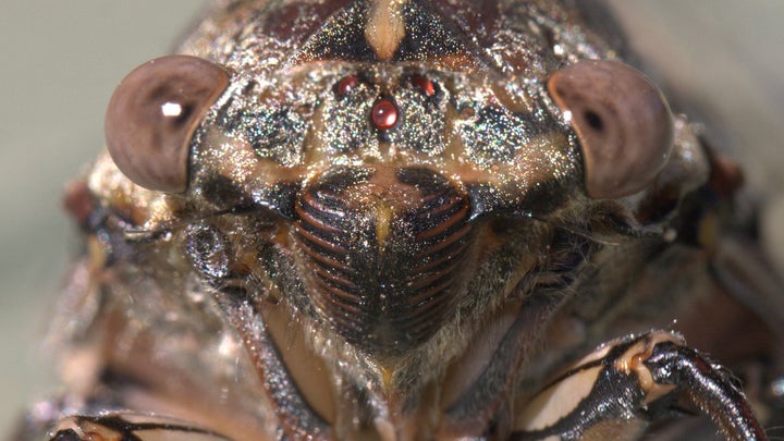 Face of a Henicopsaltria eydouxii cicada