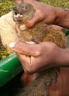 The first new carnivorous mammal to be discovered for 24 years. It was discovered on the Island of Madagascar by a team from Durrell Wildlife Conservation Trust (DWCT), the Natural History Museum, London, Nature Heritage, and Conservation International (CI).