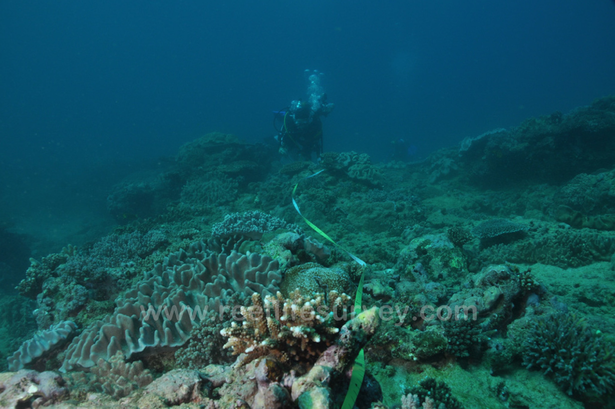 Vast Underwater Survey Identifies Five Keys to Conserving Ocean Life