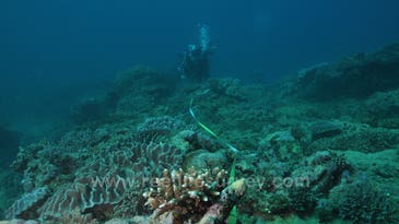 Vast Underwater Survey Identifies Five Keys to Conserving Ocean Life