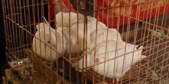 New Type Of Bird Flu Kills Woman In China