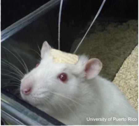 An Injection Straight to the Brain Makes Rats Forget Their Fears