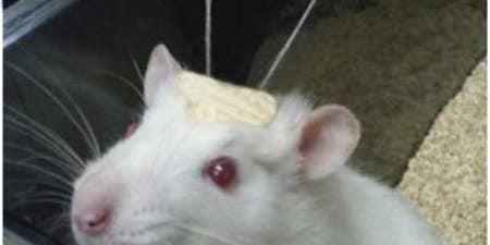 An Injection Straight to the Brain Makes Rats Forget Their Fears
