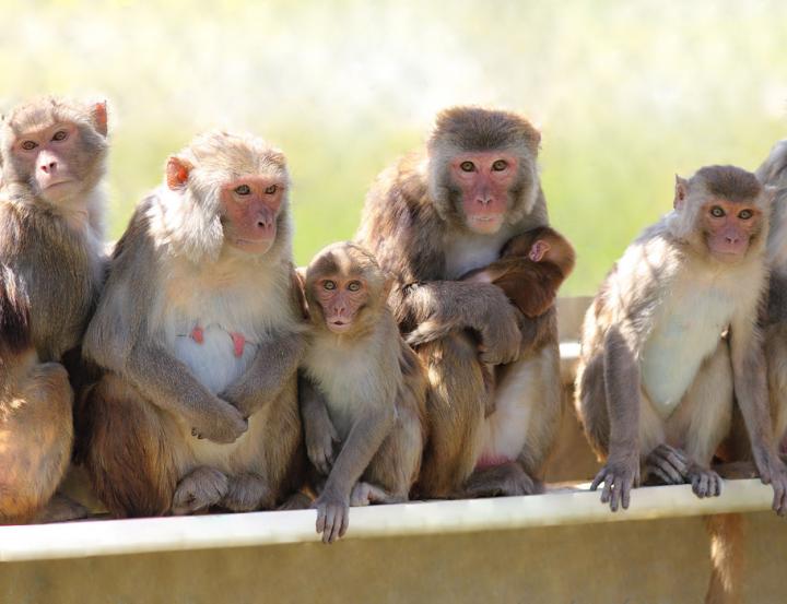 This male birth control worked for over a year (in monkeys)