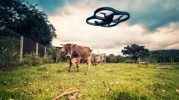 Drone vs Cow