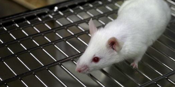 Lab Mice Are Stressed Out By Male Scientists, Which May Skew Results