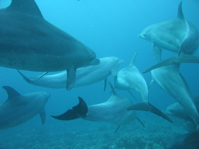 Saving Dolphins With Sonar
