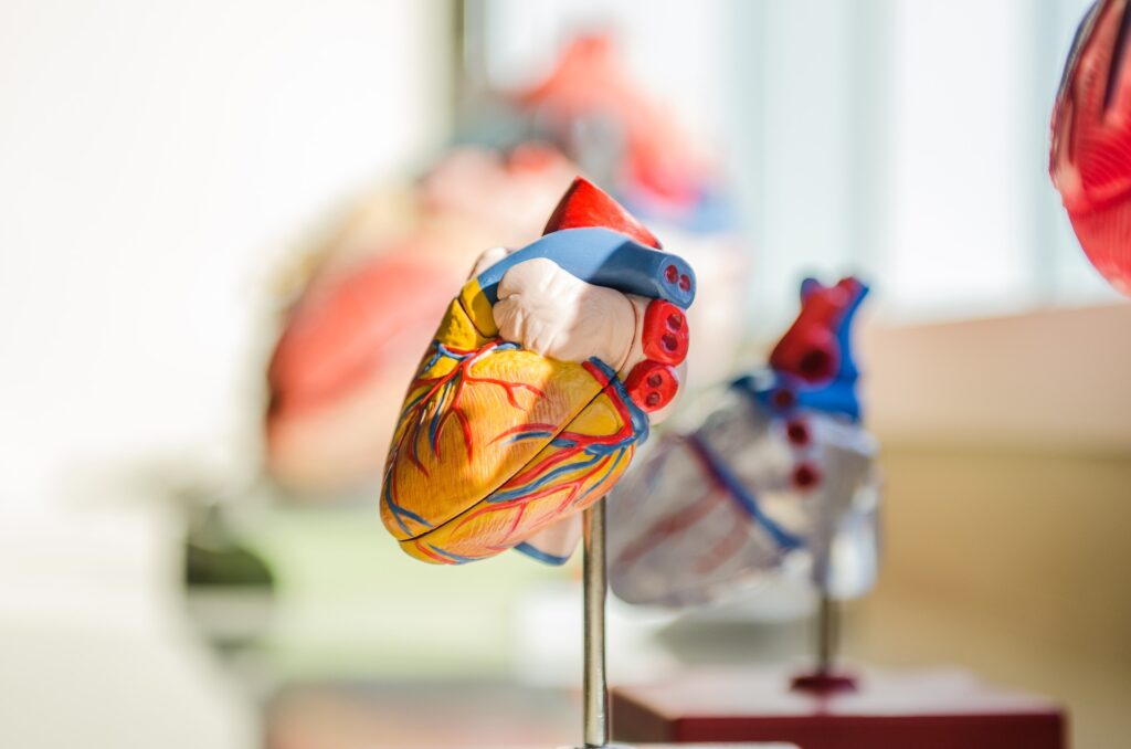 heart anatomy model