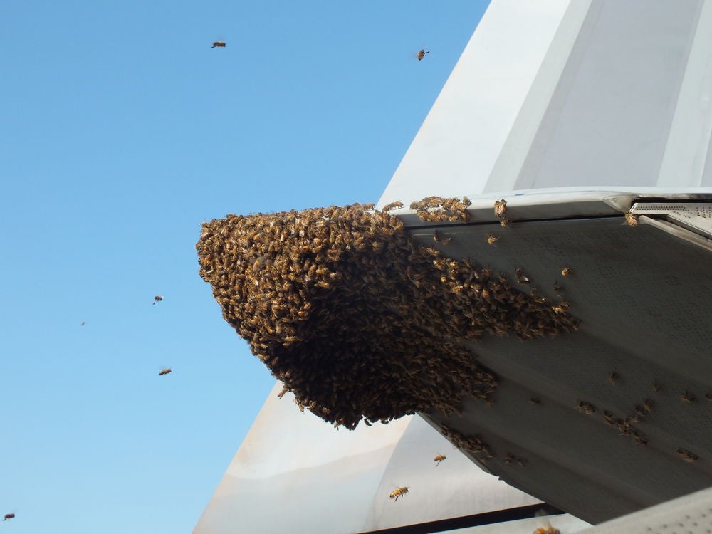 a jet full of bees