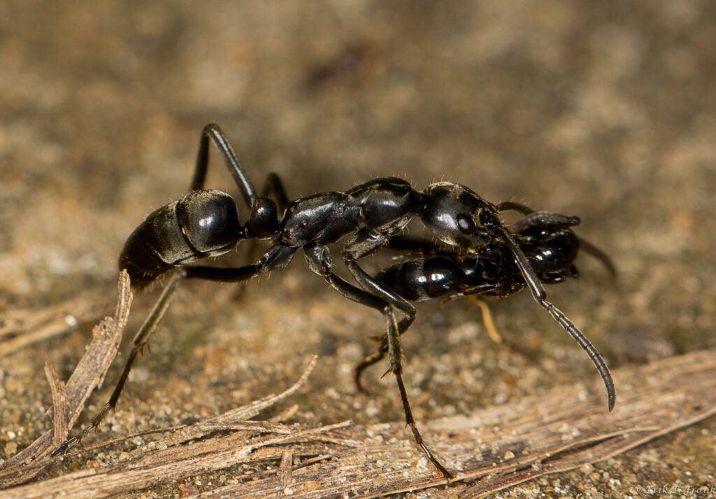 one ant carrying another