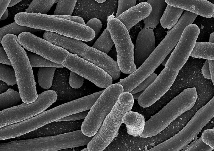 E. coli, one of the many bacteria present in the human gut.