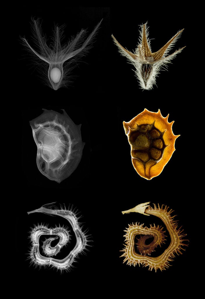 plant seeds x-ray