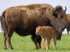 Bison with Calf