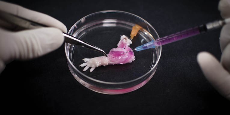Wave Hello To A Lab-Grown Rat Arm [Video]