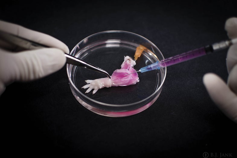 A researcher injects progenitor cells into a rat arm scaffolding.