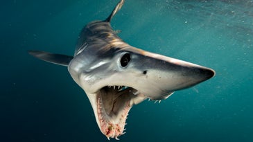 Get up-close and personal with these incredible sharks