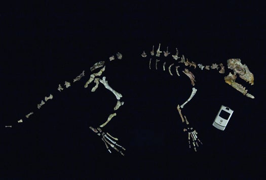 skeleton of unearthed fossil