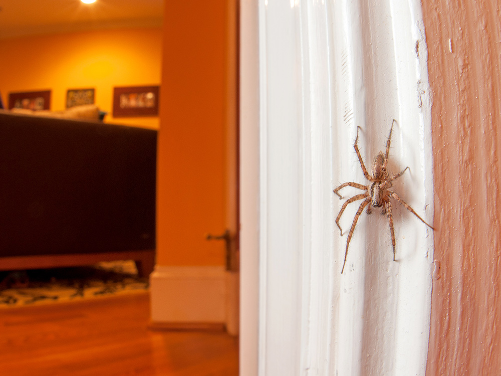 Spiders are secretly great roommates