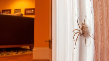 Spiders are secretly great roommates